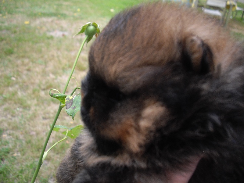 Chiot Spitz allemand des Oursons de petit-palais