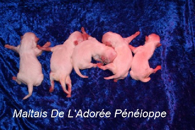 de L'Adoree Peneloppe - Nouvelle naissance le 25-Mars-10