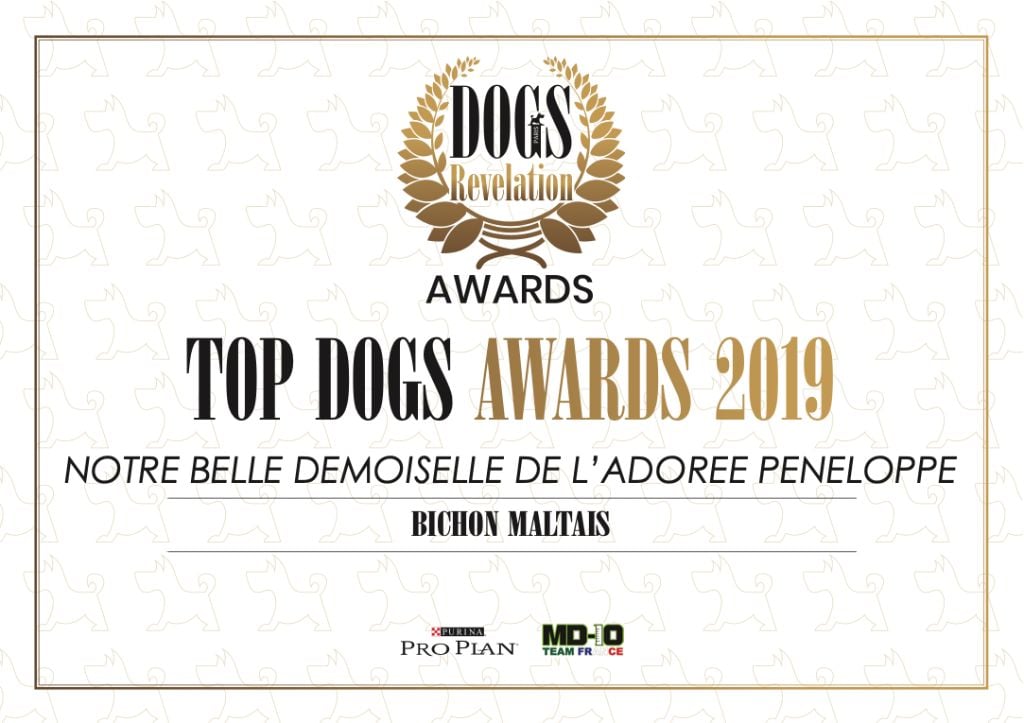 TOP DOGS AWARDS 2019