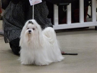 de L'Adoree Peneloppe - Exposition International  Paris Dog Show