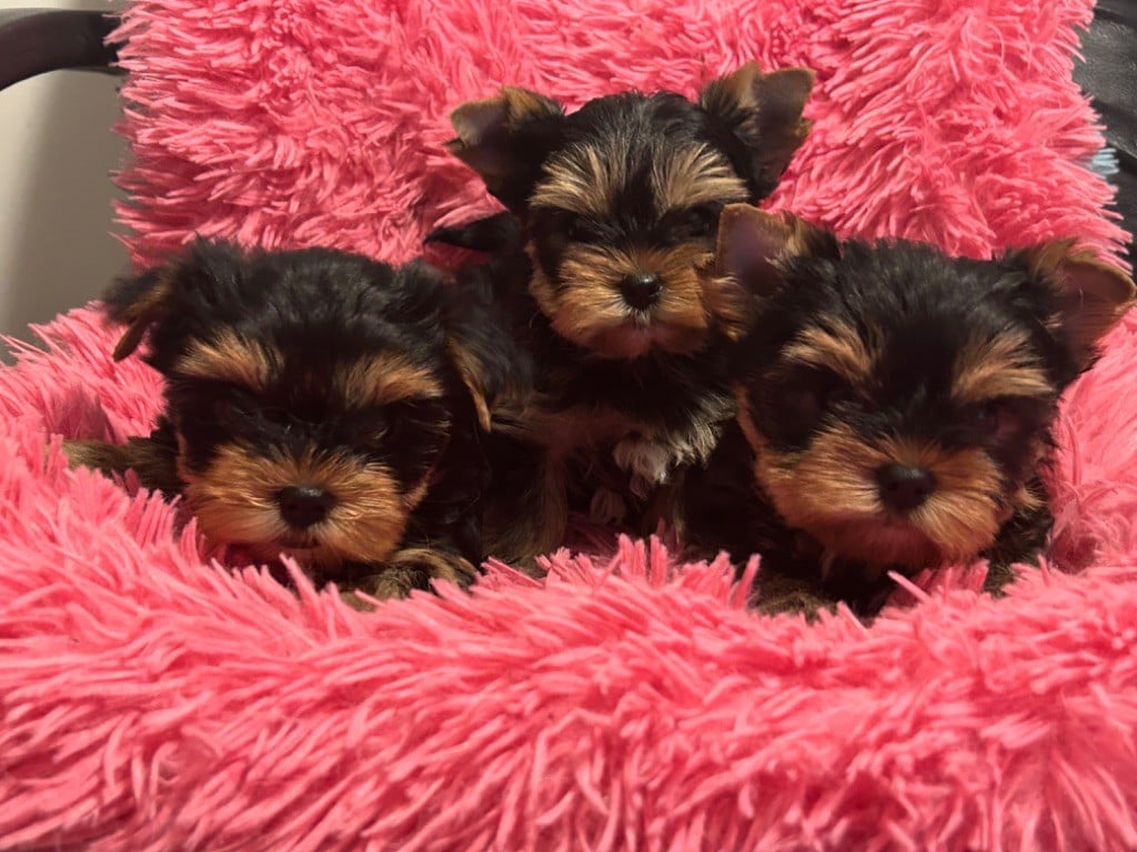 de L'Adoree Peneloppe - Yorkshire Terrier - Portée née le 31/12/2024