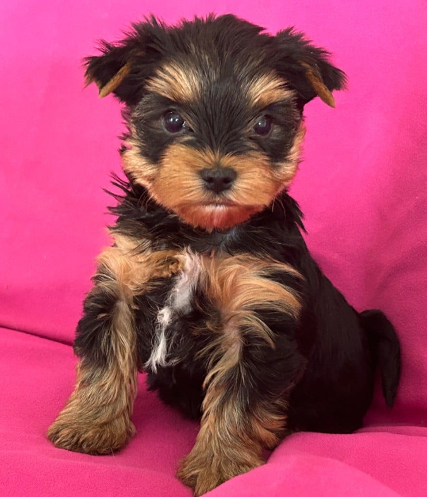 de L'Adoree Peneloppe - Chiots disponibles - Yorkshire Terrier