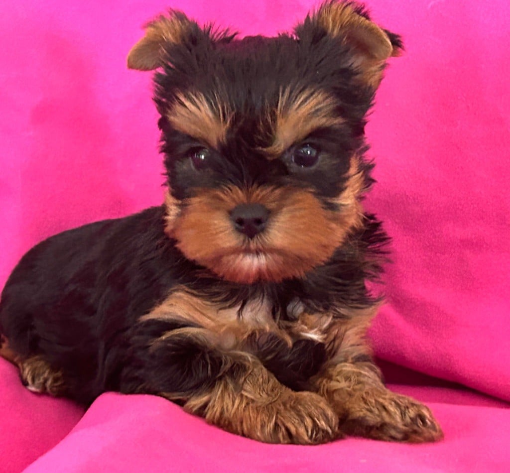 de L'Adoree Peneloppe - Chiots disponibles - Yorkshire Terrier