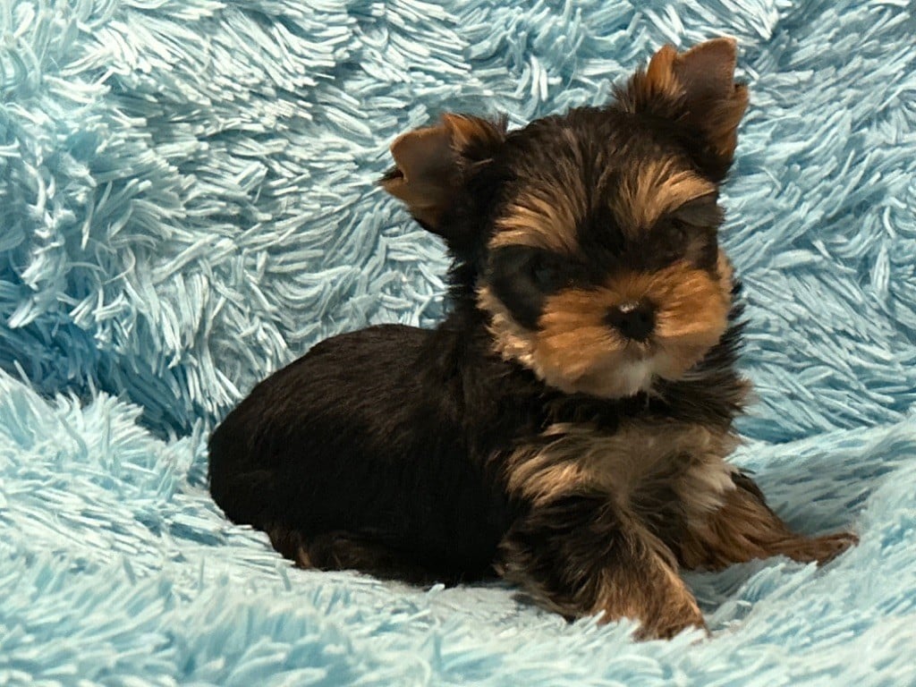 de L'Adoree Peneloppe - Chiots disponibles - Yorkshire Terrier