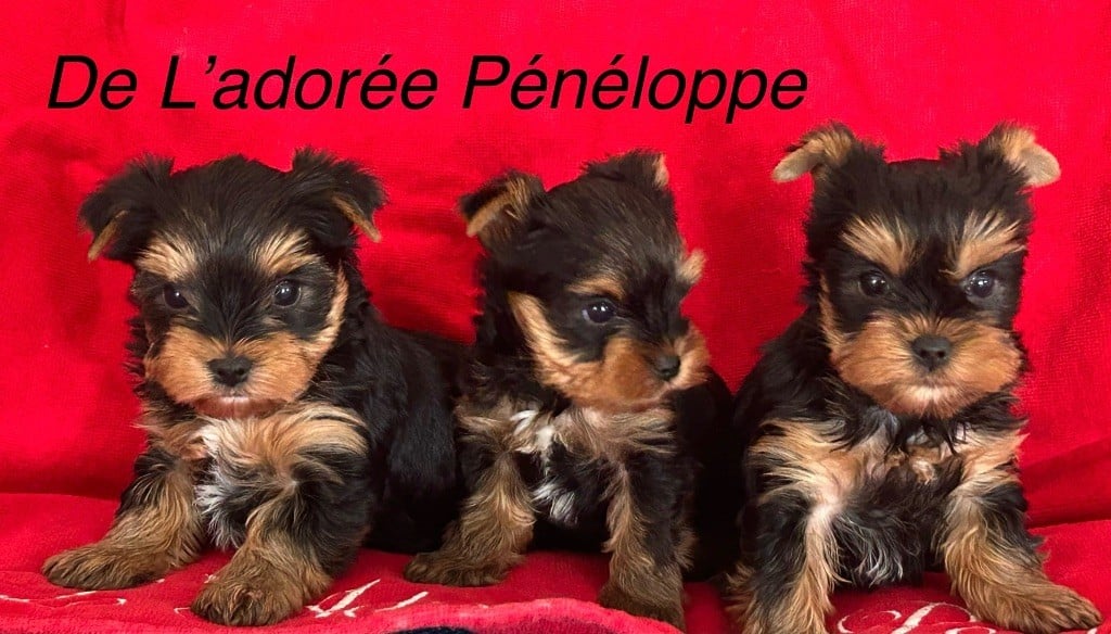 Chiot Yorkshire Terrier de L'Adoree Peneloppe