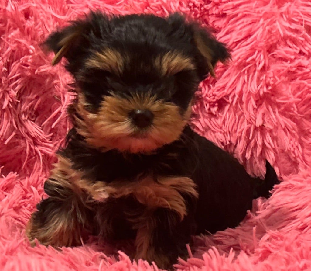 de L'Adoree Peneloppe - Chiots disponibles - Yorkshire Terrier