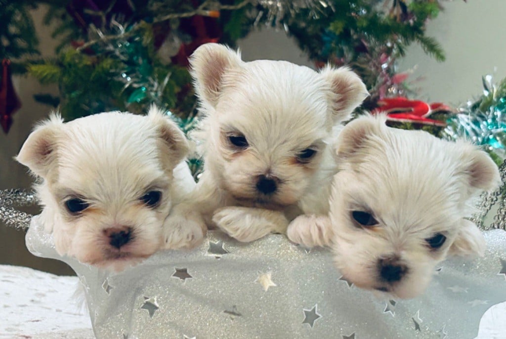 Chiot Bichon maltais de L'Adoree Peneloppe