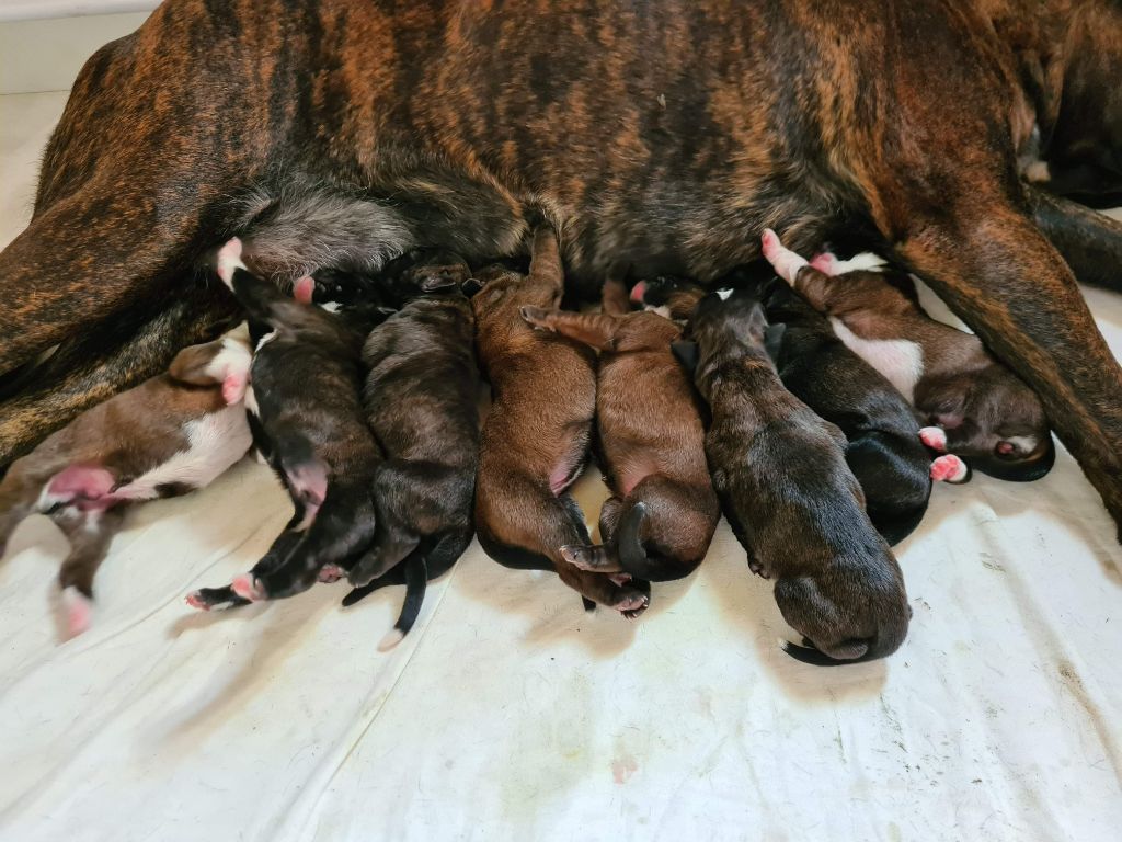 du Parc de Blossac - Enfin des bébés