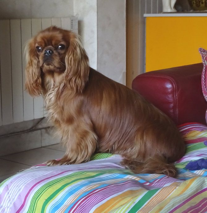 du Jardin de Claire - Chiots disponibles - Cavalier King Charles Spaniel