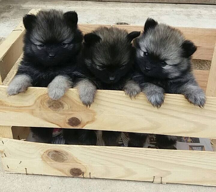 des Mascottes de Haute-Nauve - Des bébés gris loup sont nés !!