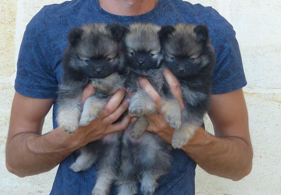 des Mascottes de Haute-Nauve - Spitz allemand - Portée née le 30/03/2017