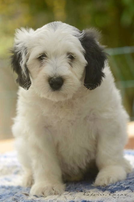 De kaillhanes - Nouvelles photos des chiots d'Orsza