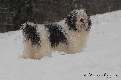 De kaillhanes - Le Nizinny adore la neige