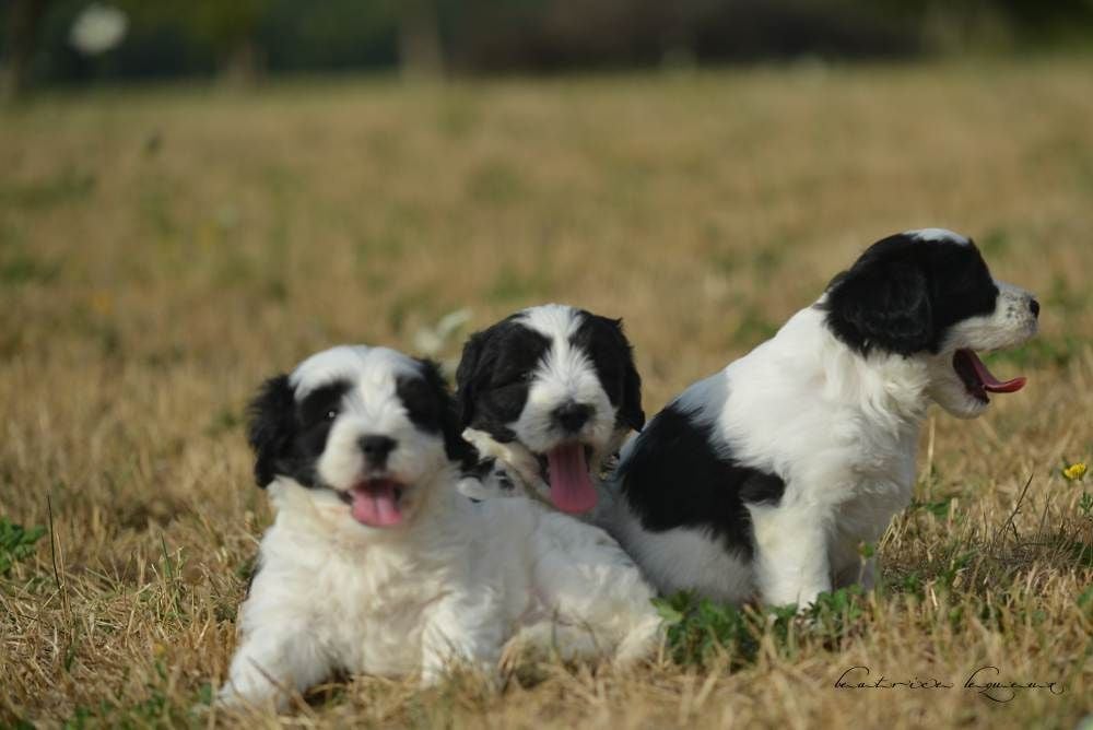 De kaillhanes - Chiots disponibles - Berger Polonais de plaine