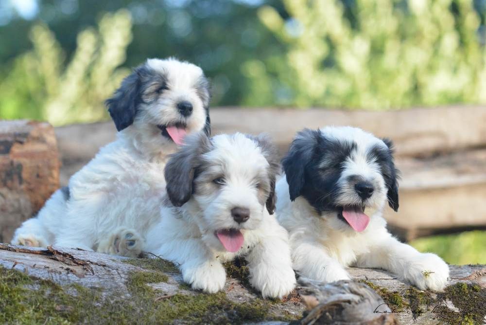 Chiot Berger Polonais de plaine De kaillhanes