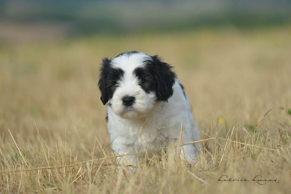 De kaillhanes - Chiots disponibles - Berger Polonais de plaine