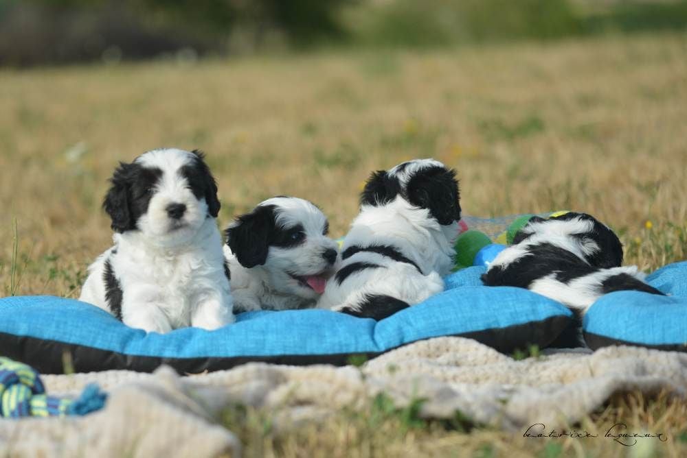 De kaillhanes - Chiots disponibles - Berger Polonais de plaine