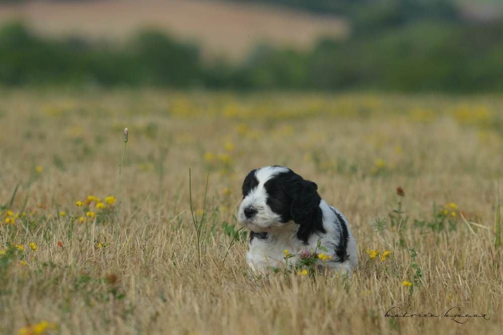 De kaillhanes - Chiots disponibles - Berger Polonais de plaine