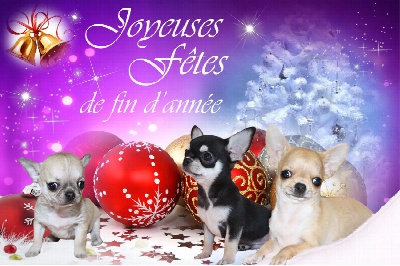 du Domaine San Sébastian - Joyeuses Fêtes...