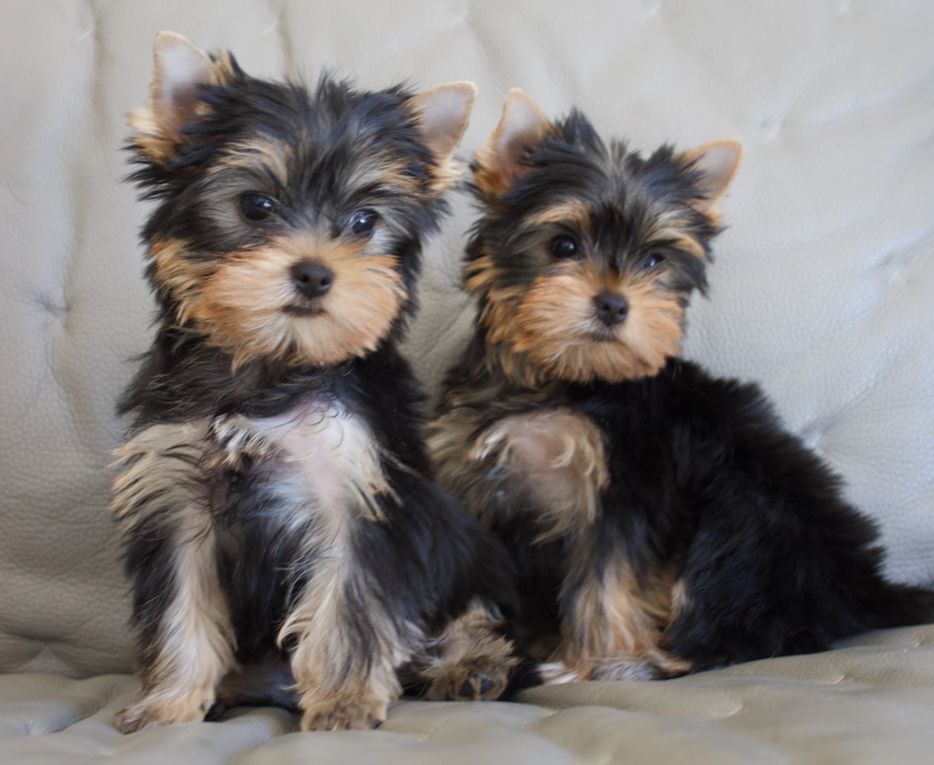 du Domaine San Sébastian - Chiots Yorkshire Terrier disponibles