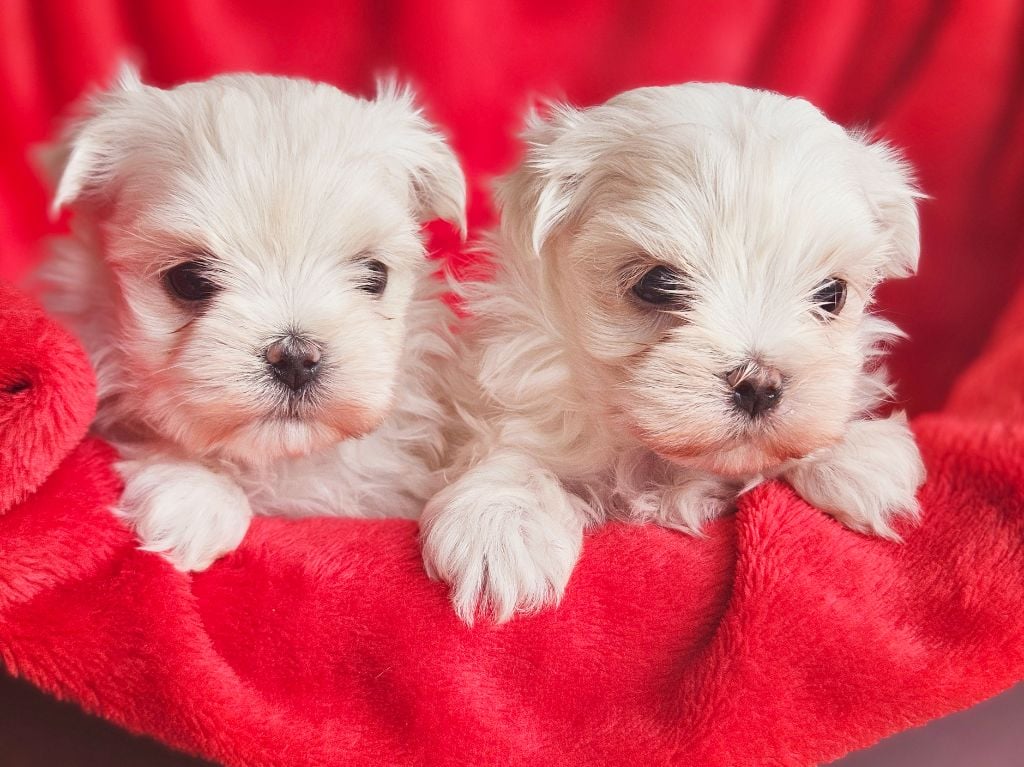 du Domaine San Sébastian - Bébés de Ch Romy et de Ch Shelby