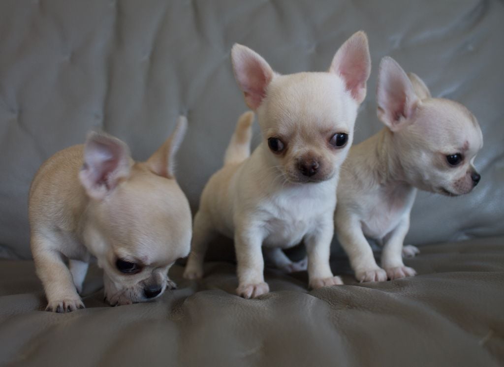 Chiot Chihuahua du Domaine San Sébastian