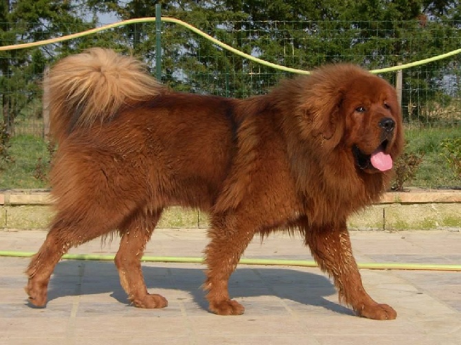 de la cité des bas rouges - CHIOTS 