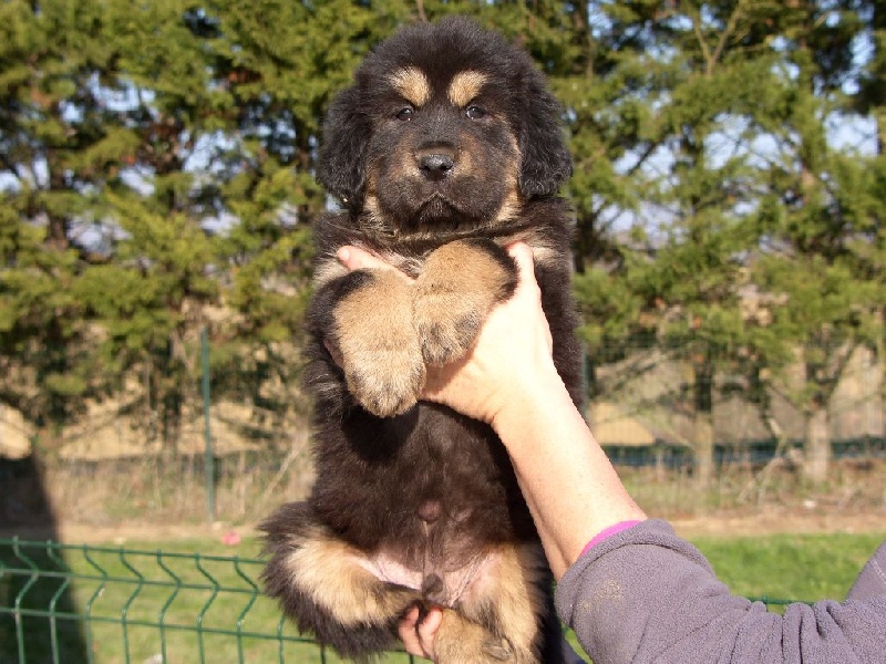 de la cité des bas rouges - Chiots disponibles - Dogue du Tibet