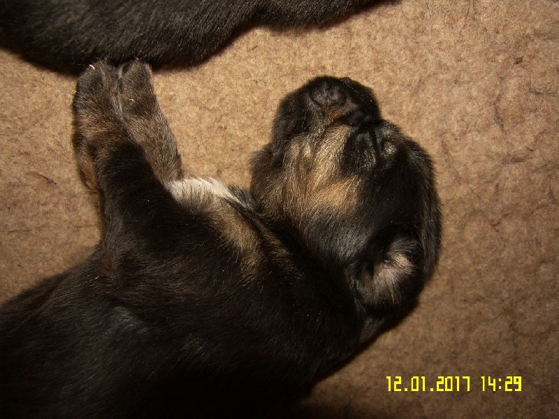 de la cité des bas rouges - Chiots disponibles - Dogue du Tibet