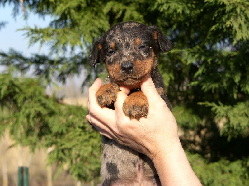 de la cité des bas rouges - Chiots disponibles - Berger de Beauce