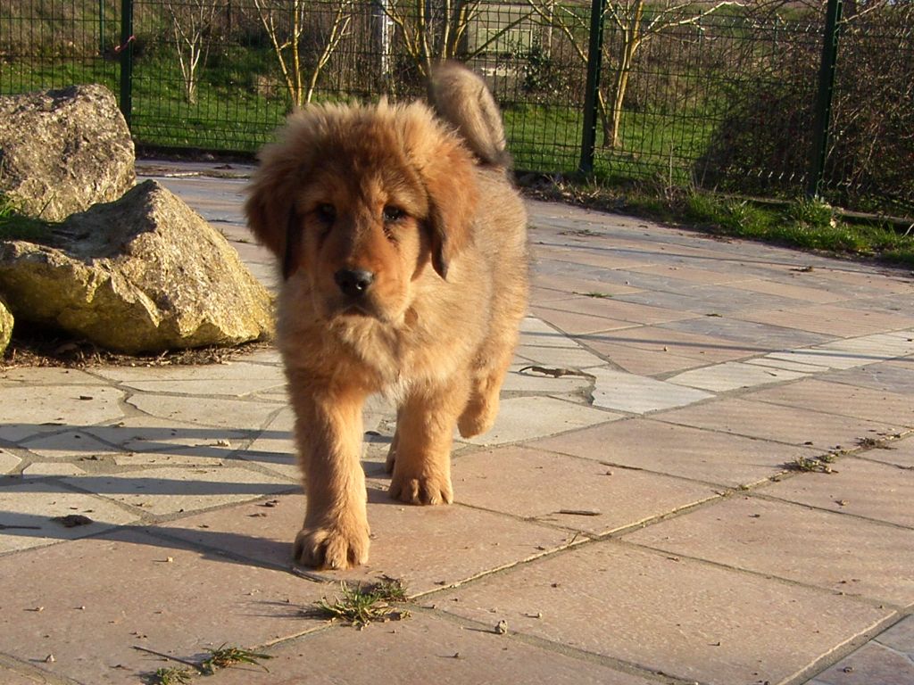 de la cité des bas rouges - Chiots disponibles - Dogue du Tibet