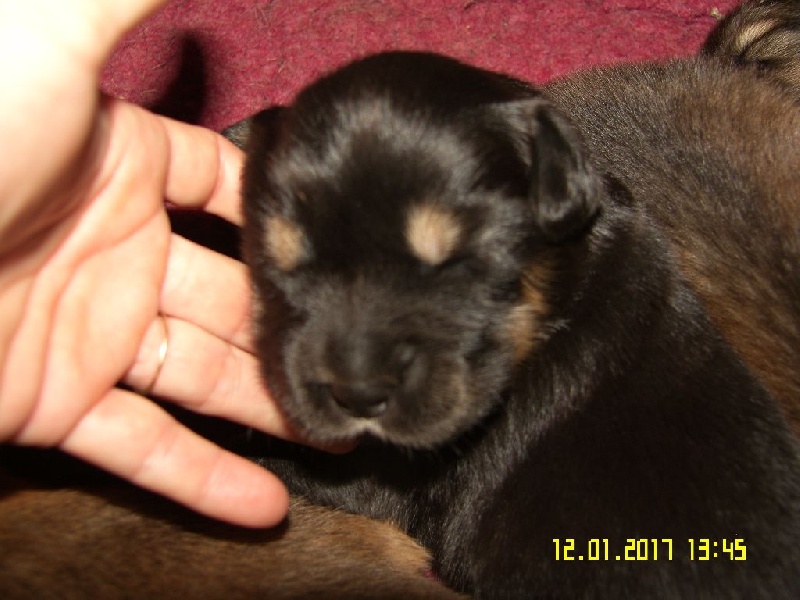 de la cité des bas rouges - Chiots disponibles - Dogue du Tibet