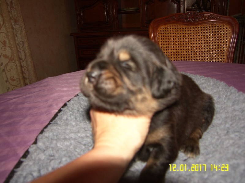 de la cité des bas rouges - Chiots disponibles - Dogue du Tibet