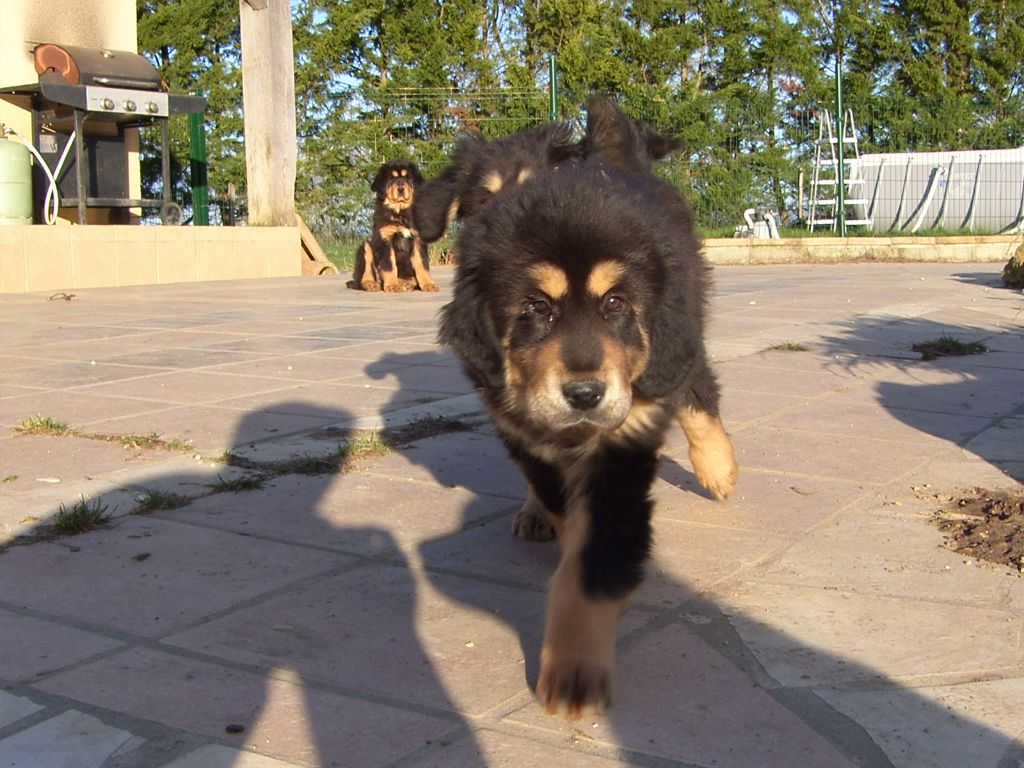 de la cité des bas rouges - Chiots disponibles - Dogue du Tibet