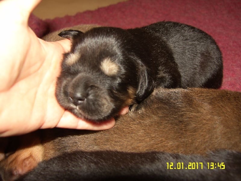 de la cité des bas rouges - Chiots disponibles - Dogue du Tibet