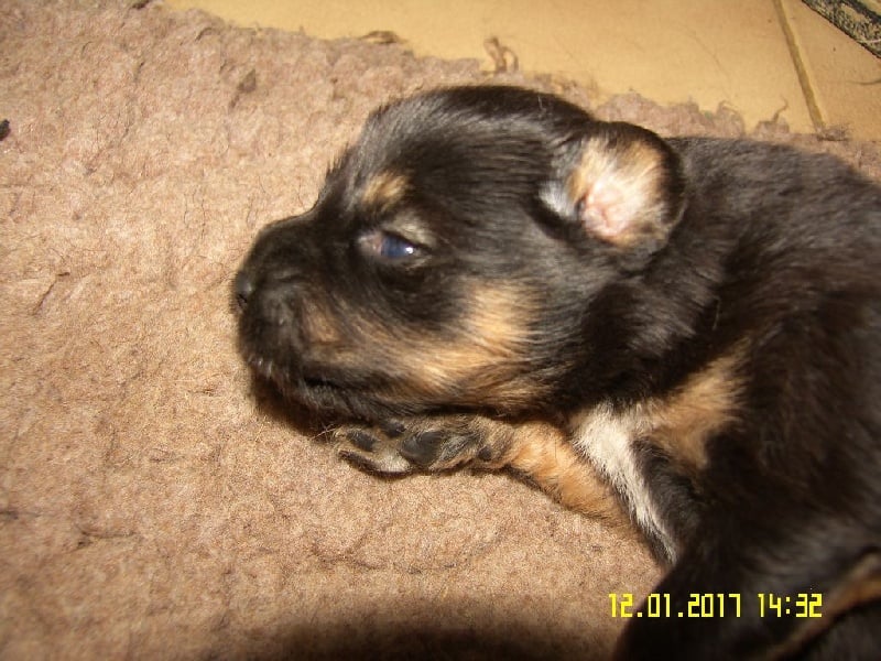 de la cité des bas rouges - Chiots disponibles - Dogue du Tibet