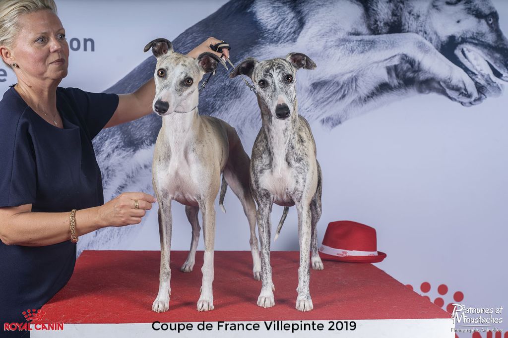 des Jardins de Becky - CHAMPIONNAT DE FRANCE 2019 VILLEPINTE