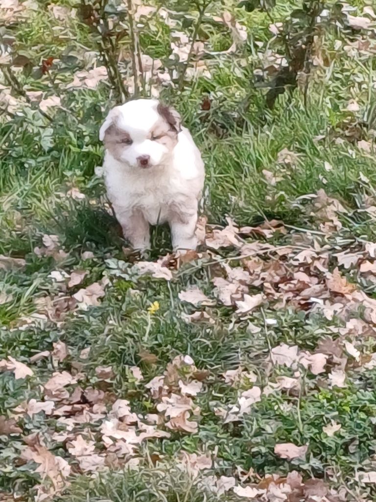 des Jardins de Becky - Chiots disponibles - Berger Américain Miniature 