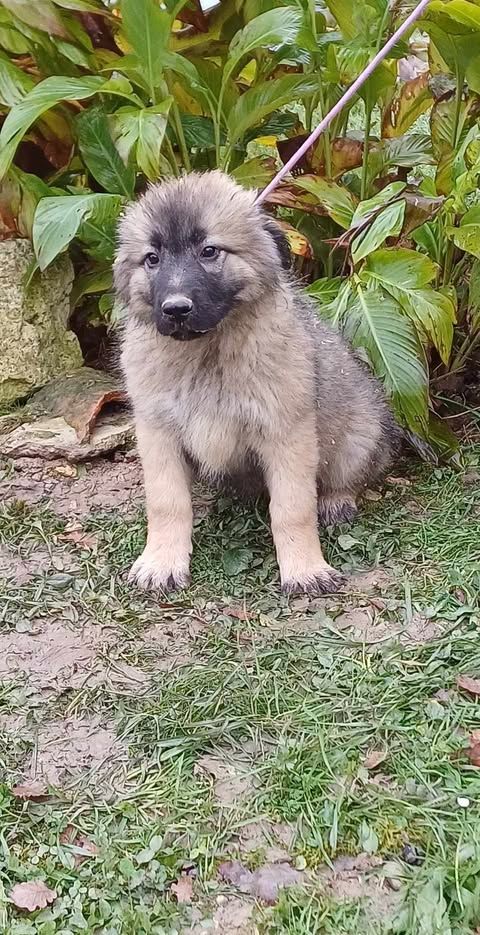 des Jardins de Becky - Chiots disponibles - Berger Yougoslave de Charplanina