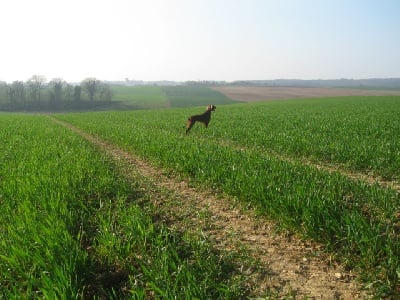 de la flache du pont - Field sur gibier tiré à Escource 40