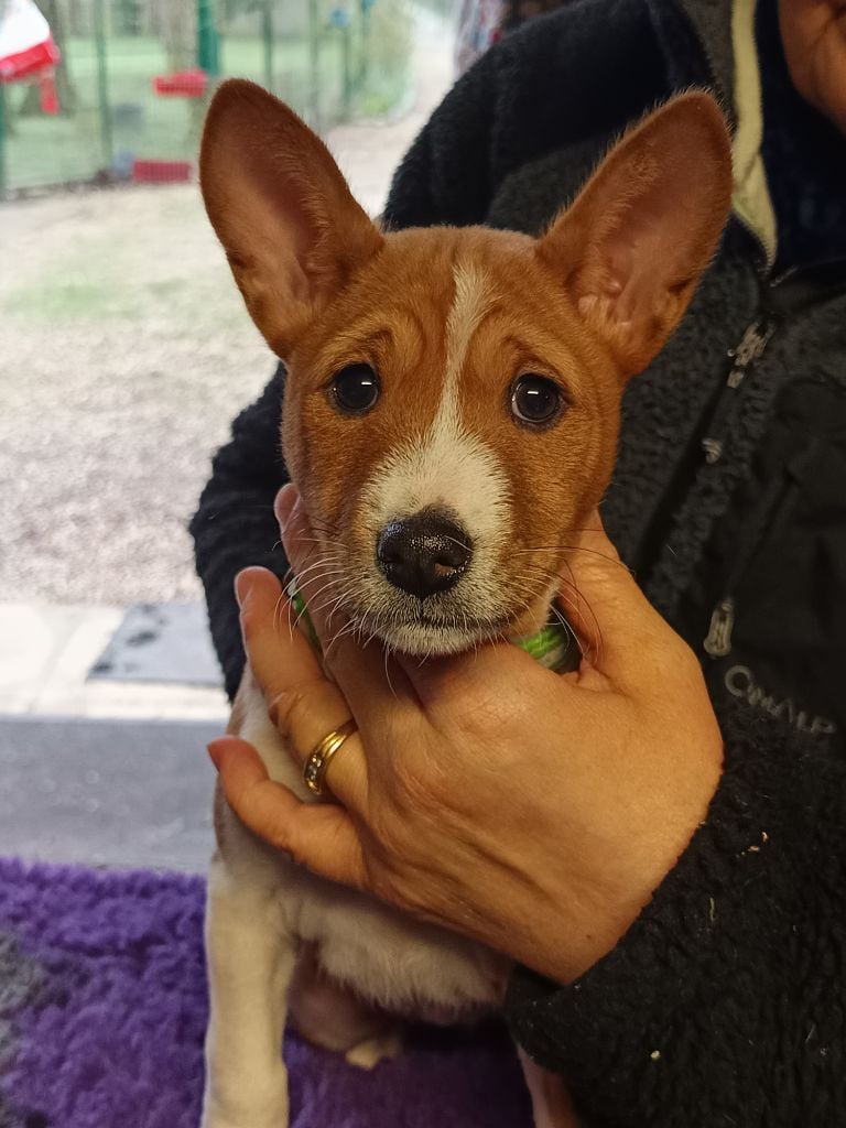 Of swala pala - Chiots disponibles - Basenji