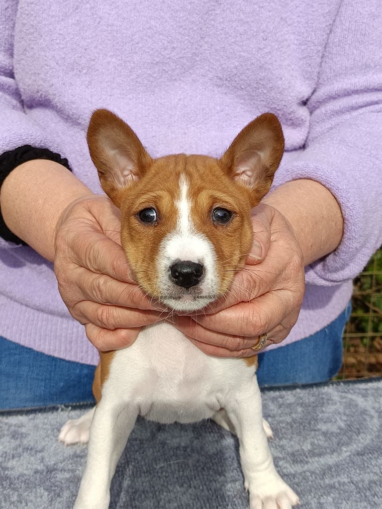 Of swala pala - Chiots disponibles - Basenji