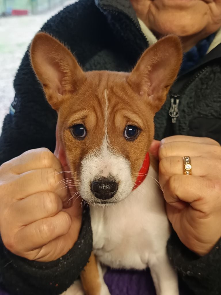 Of swala pala - Chiots disponibles - Basenji