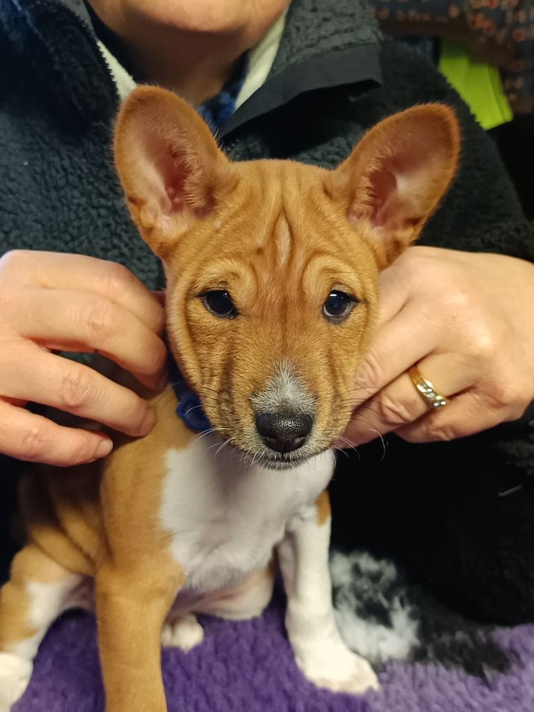 Of swala pala - Chiots disponibles - Basenji