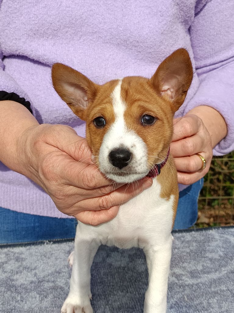 Of swala pala - Chiots disponibles - Basenji