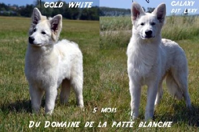 du domaine de la patte blanche - GOLD WHITE ET GALAXY du Domaine de la Patte Blanche