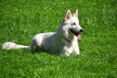 du domaine de la patte blanche - Grand Prix de France RCI/FCI AFBB du Berger Blanc Suisse