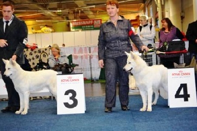 du domaine de la patte blanche - Bundessieger 2011 - Exposition Internationale de Dortmund (Allemagne)