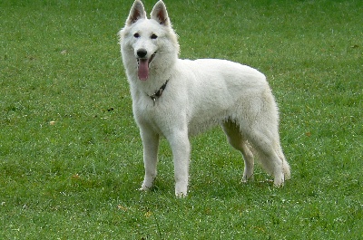 du domaine de la patte blanche - Grand Prix de France RCI/FCI AFBB du Berger Blanc Suisse