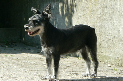 du domaine de la patte blanche - Hômmage à notre Roxanne...